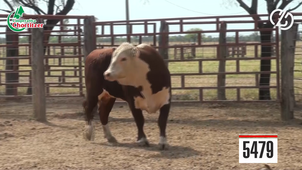 Lote Hereford
