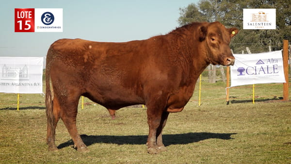 Lote LOTE 15 - TOROS ANGUS COLORADO PC NO. 10