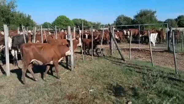 Lote 35 VAQUILLONAS BRANGUS NEGRO, BRANGUS COLORADO Y HEREFORD EN COL. TACURALES, SANTA FE