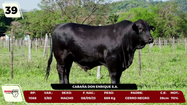 Lote LOTE 39 - CAMPO