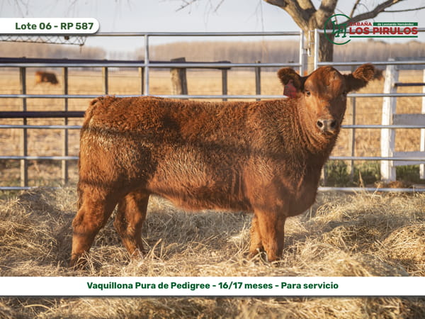 Lote VAQUILLONAS PURAS DE PEDIGREE