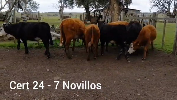 Lote NOVILLOS