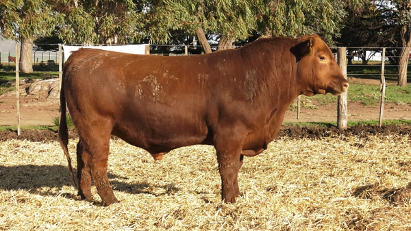 Lote TOROS PUROS CONTROLADOS