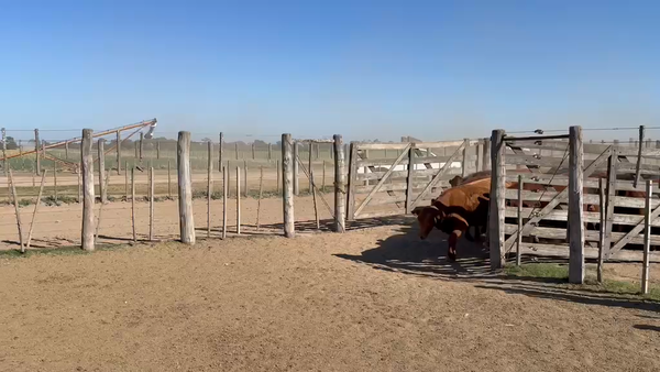Lote 90 Vaquillonas preñadas
