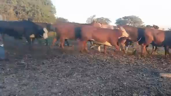 Lote 74 Vaquillonas C/ gtia de preñez en Corrientes, Mercedes