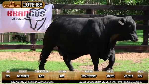 Lote LOTE 188