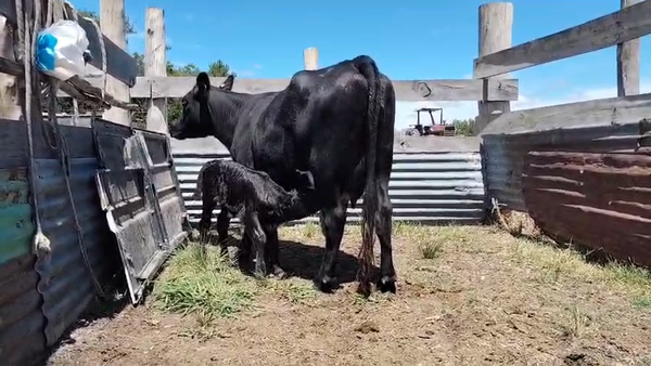 Lote 2 Piezas de cría, San José