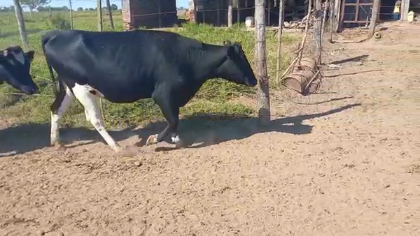 Lote 8 Vaquillonas en La Paquita, Córdoba