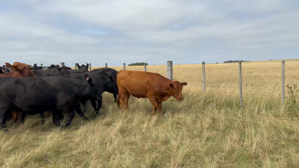 Lote 35 Vaquillonas más de 2 años en Molles de Timote, Florida