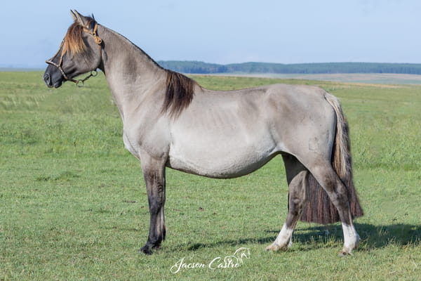 Lote Salerosa Belisa