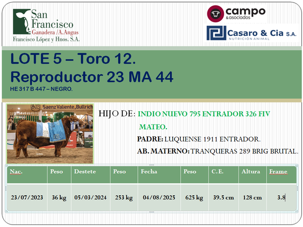 Lote TOROS ANGUS PC. San Francisco