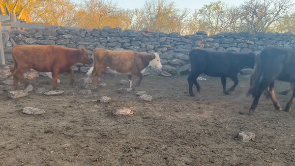 Lote Terneras