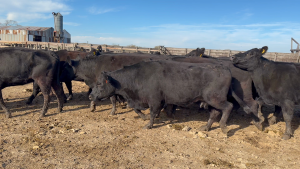 Lote 32 Vacas de invernar en Entre Ríos, Villaguay