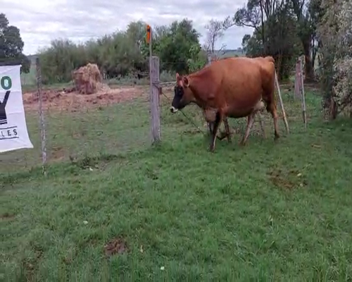 Lote Vaca YERSEY 450kg - , San José