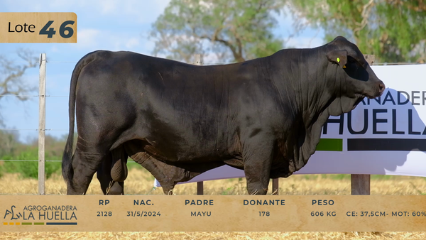 Lote LOTE 46