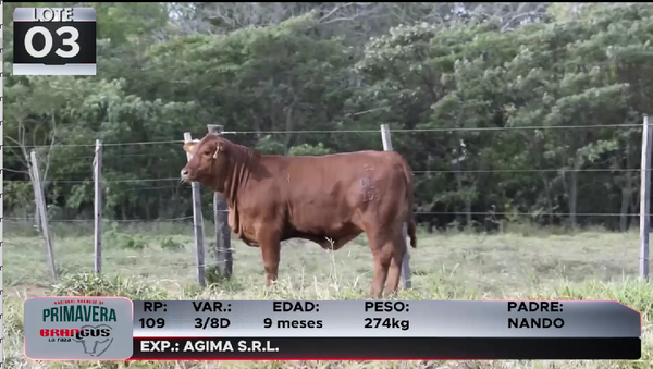 Lote LOTE 3
