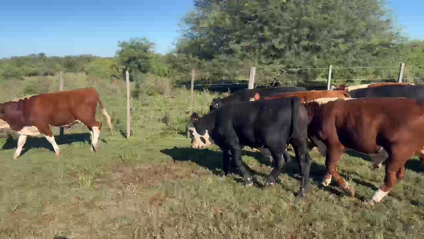 Lote 16 Terneros en Santa Fe, Ñanducita