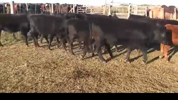 Lote 95 TERNEROS/AS