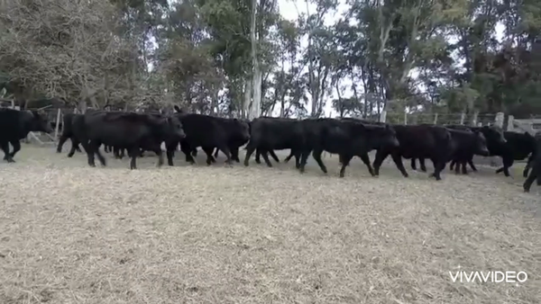Lote 70 Terneras en Tapalqué, Buenos Aires
