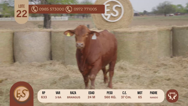 Lote TOROS BRANGUS 24 MESES