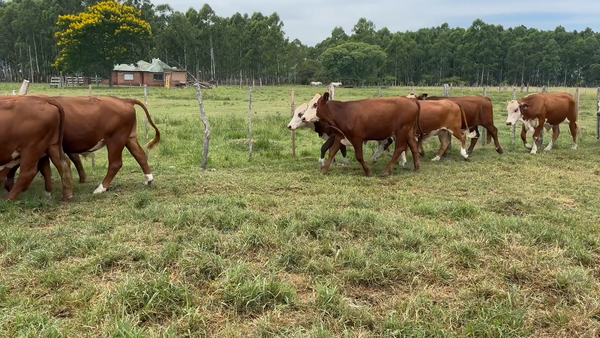 Lote 49 Novillitos