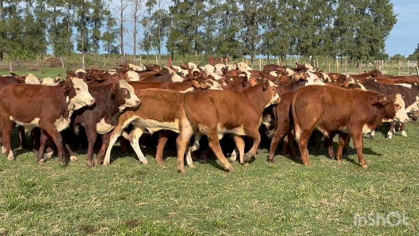 Lote 115 Terneros en Corrientes, Perugorría