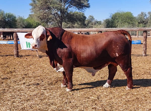Lote LOTE 53