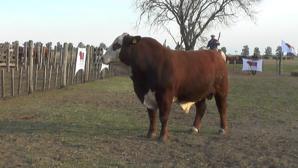 Lote TORO BRAFORD