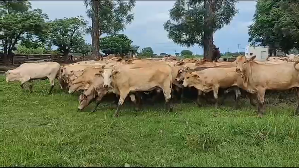 Lote 100 Terneros/as en Gral. San Martín, Chaco