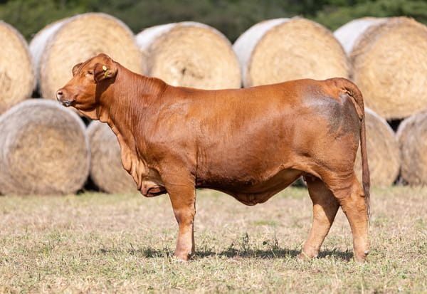 Lote LOTE 42