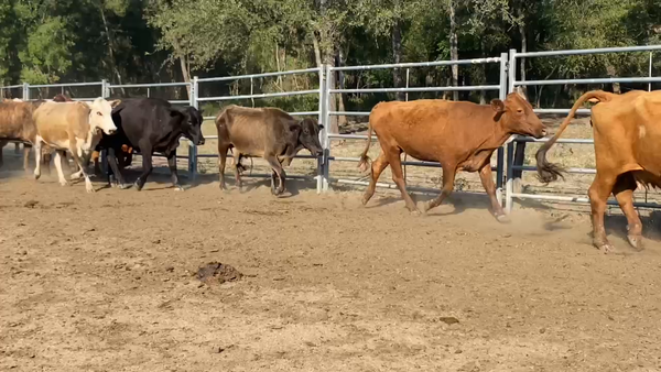 Lote 50 Vacas de invernar en Formosa, Formosa