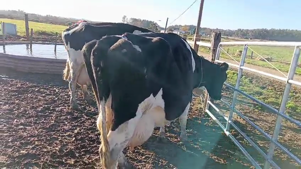 Lote 2 Vacas de Invernada Holando 500kg -  en Raigon