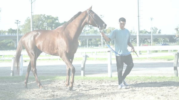 Lote ROLON GALAN (GALAN DE CINE  -  RONSIÑA TALENT)   Ganador de 2 carreras