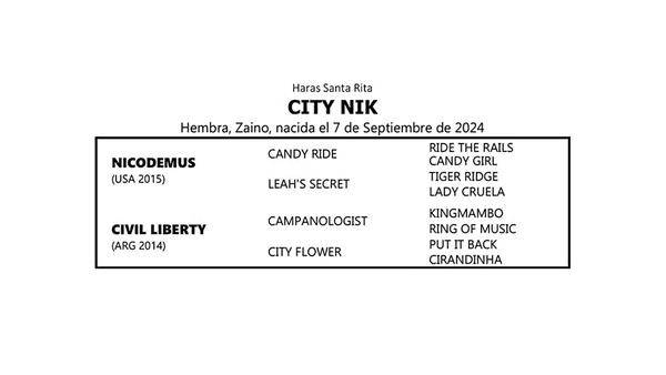 Lote CITY NIK