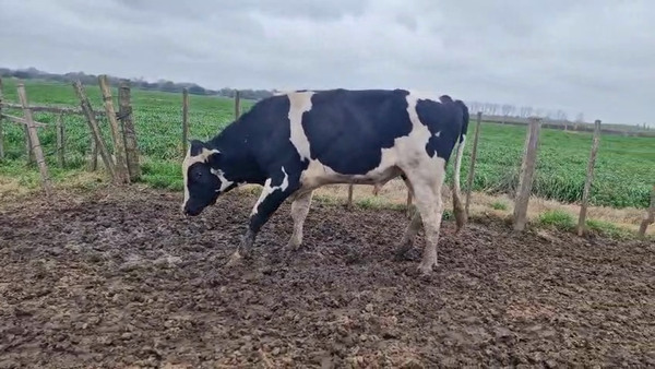 Lote Toros 500kg - , San José