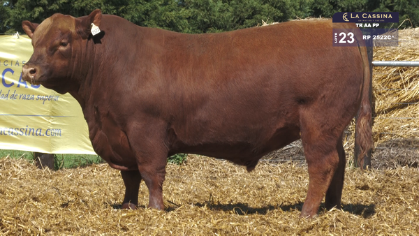 2522C* — TOROS ABERDEEN ANGUS PP