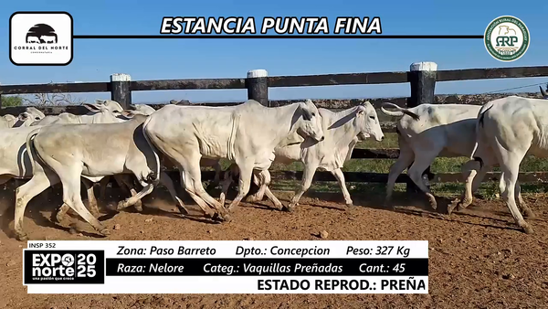 Lote Vaquillas