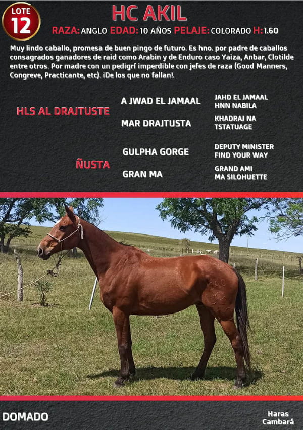 Lote HC AKIL