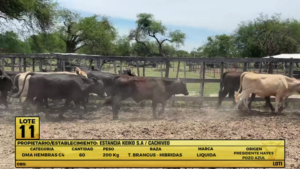 Lote LOTE 11