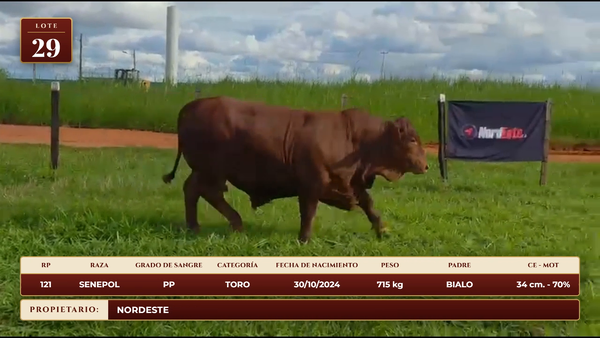 Lote LOTE 29