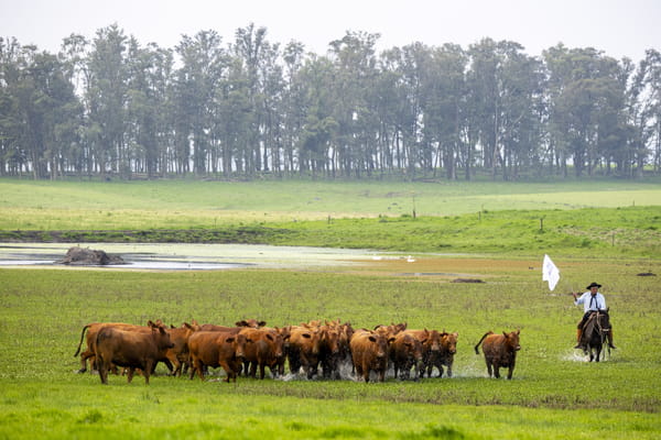 Lote Tacuru - 3/3 Vaquillonas
