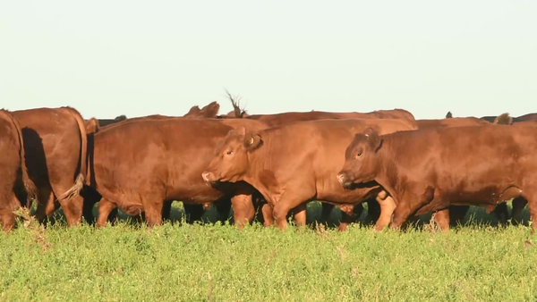 Lote 32 Novillo Exportacion UE HILTON