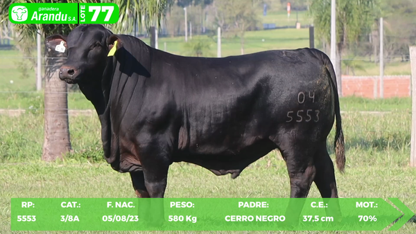 Lote LOTE 77