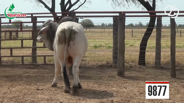Lote Brahman