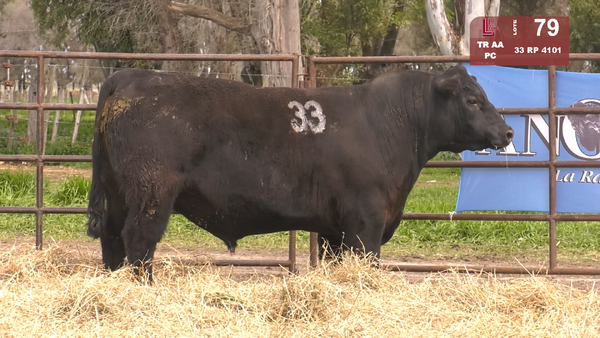 Lote TOROS ANGUS NEGROS  PC