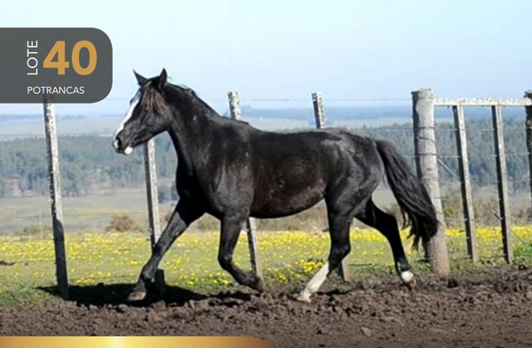 Lote Aquerenciada Ganzúa