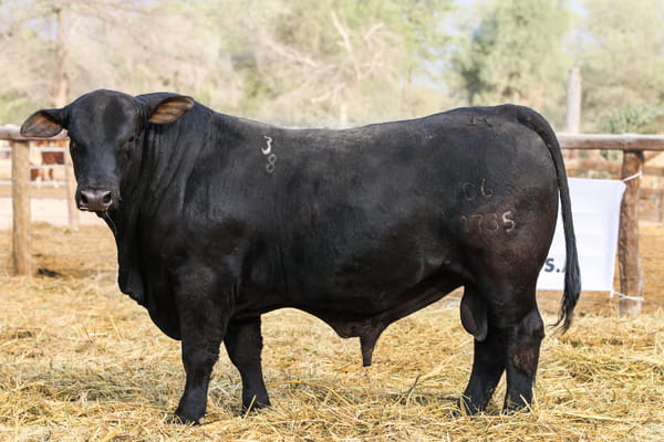 Lote LOTE 35