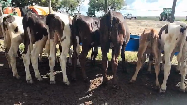 Lote 10 Terneros, San José