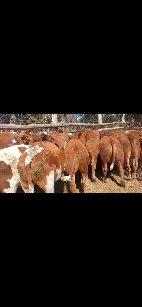 Lote 40 Novillo Engorda en María Pinto, Región Metropolitana