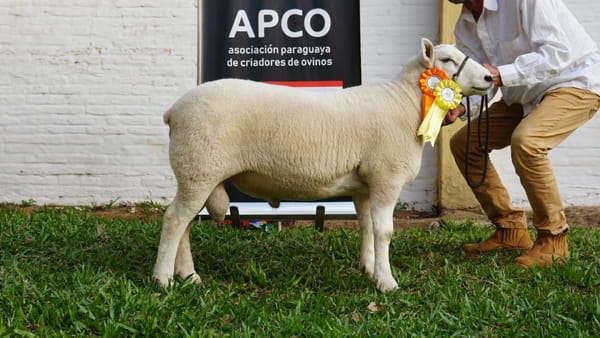 Lote Texel Expo Internacional 2022 - Lote 27